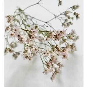 Pink limonium sinuatum Flowers Filler Bouquet